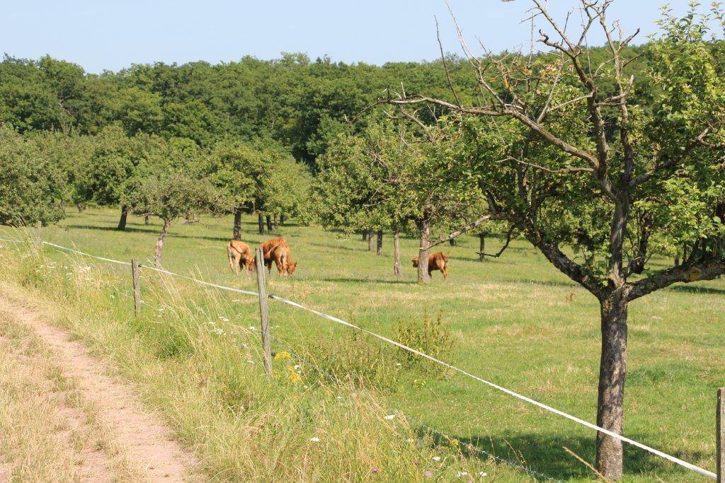 Kühe auf Weidelandschaft